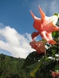 flower sunshine blue sky