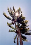 sunny coconut tree